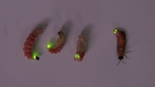 Bioluminiscenční kukly a dospělý samec Lampyris sardiniae světélkující po podráždění