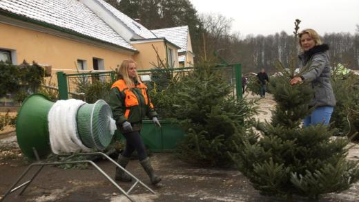 Prodej vánočních stromků pod rozhlednou Javorník v Píseckých horách