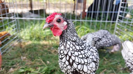 Chovatelská výstava v Puklicích