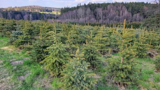 Budoucí vánoční stromečky rostou na plantáži za Kunžakem na Jindřichohradecku