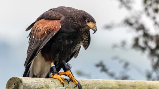 Káně Harrisova, dravec