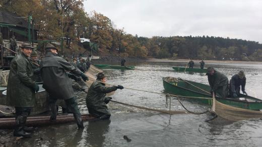 Rybáři loví rybník Bezdrev u Hluboké nad Vltavou