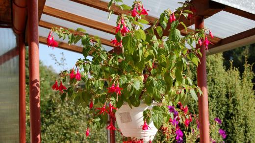 Fuchsie přestáváme hnojit, připravují se na konec sezóny. Hlídáme, aby si do zimoviště nedonesly molici či svilušku