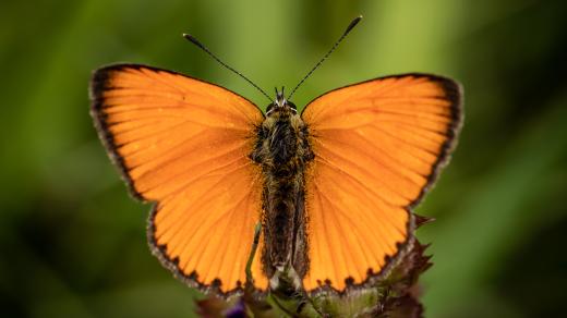 Ohniváček celíkový (Lycaena virgaureae)