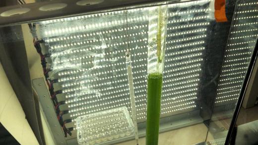Vědci v laboratoři Mikrobiologického ústavu Akademie věd v Třeboni kultivují řasy v tekutém živném roztoku