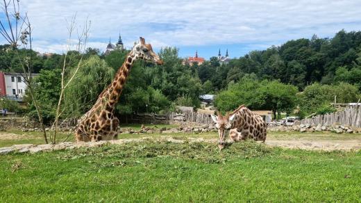 Nové žirafy v Zoo Jihlava