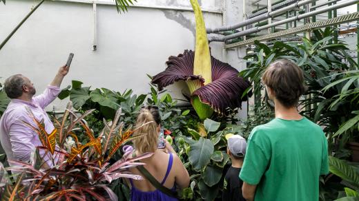 Botanická zahrada Bratislava, raritní květ rostliny Amorphophallus titanum