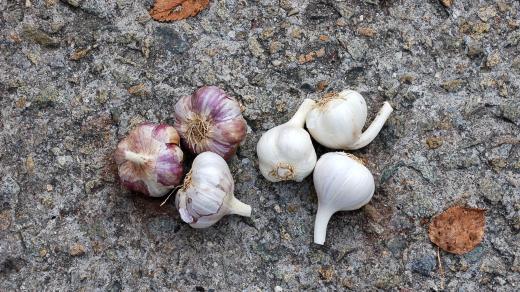 Dukát a Topaz (sadba)