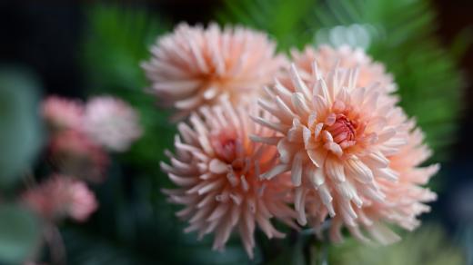 Jiřina jménem Klára