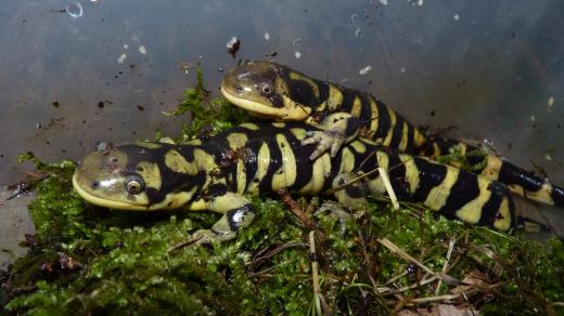 Ambystoma mavortium