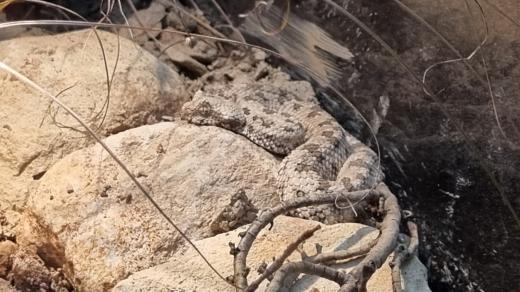 Měsíční mládě zmije pavoučí