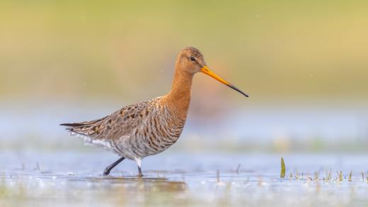 Břehouš černoocasý