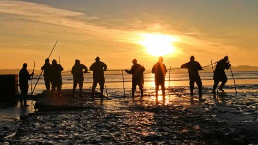 Výlov rybníka Rožmberk na Třeboňsku