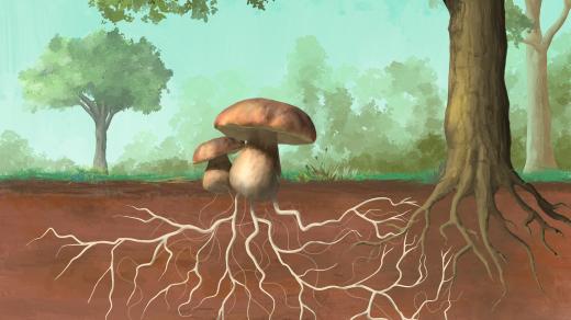 Víte, co je podhoubí?