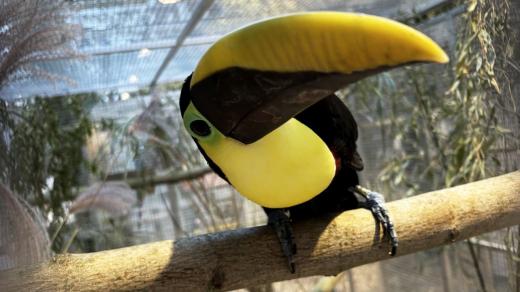 Výstava exotického ptactva se konala v Hradci Králové