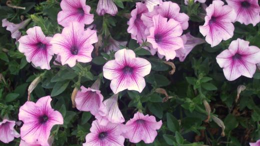 Petúnie, detail květů