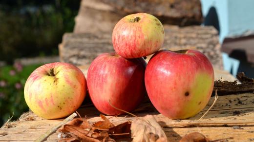 Když budeme trpěliví, dočkáme se za několik let plodů z ovocného stromku vypěstovaného ze semen