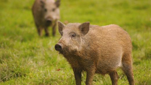 Divoká prasata. Ilustrační foto.