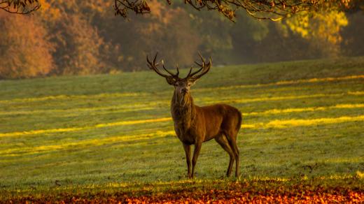 Jelen (ilustrační foto)