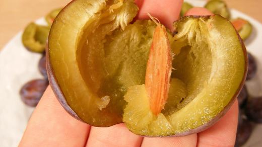 Švestky, ovoce, pecka (ilustrační foto)