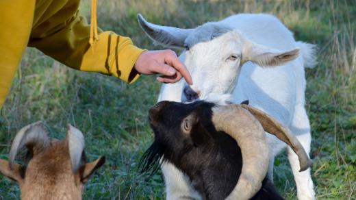 Každá koza má nejen jméno, ale i svůj příběh