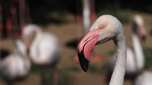 Plameňák růžový