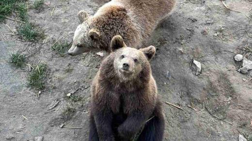 Medvíďata Kody a Runa jsou oproti ostatním drobečci