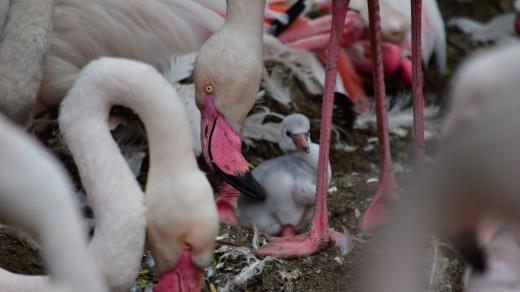 Plameňák růžový