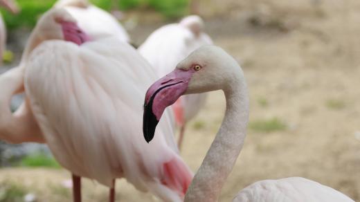 Plameňák růžový