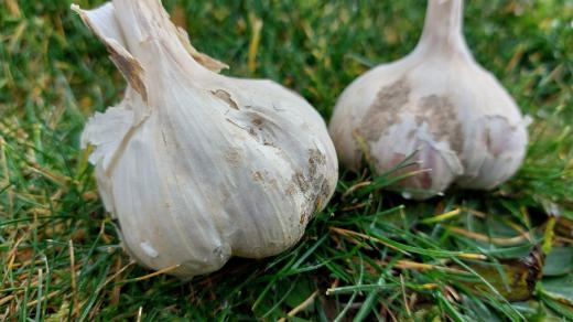 Paličky česneku k sadbě by měly být zdravé a velké