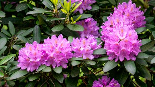 Rododendron
