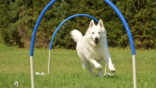 Agility Sezemice