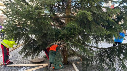 Vánoční strom do Přerova na náměstí T. G. Masaryka přivezli v sobotu