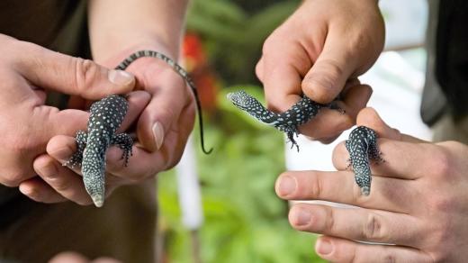 Dvojčata varana modrého váží přibližně šest gramů, jedináček okolo jedenácti gramů