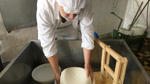 Výroba polotvrdého sýra v Mlékárně Tuněchody - sýr naložený do syrovátky - čím delší dobu, tím kyselejší chuť