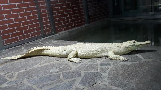 Krokodýl nilský v Krokodýlí ZOO Protivín
