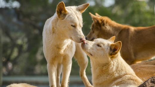 Dinga byste mohli potkat například v Austrálii