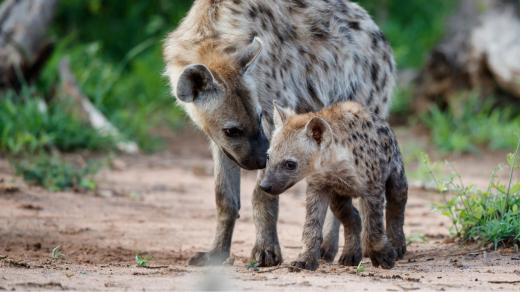 Hyeny žijí v takzvaných klanech, kterým velí nejsilnější samice