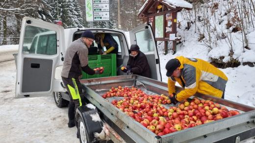 Na farmu Janova hora v Krkonoších jsme huculům přivezli vánoční dárek v podobě sladkých jablíček