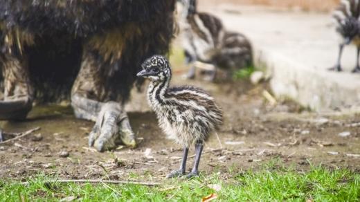 Mládě emu hnědého v jihlavské zoo