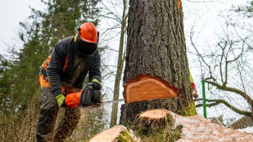 Studenti lesnické školy se učí víc, než jen kácet stromy (ilustrační obrázek)