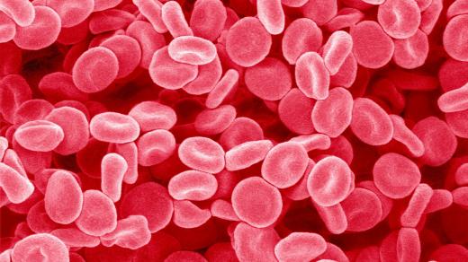 Červené krvinky (ilustrační foto)