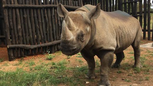 Pět kriticky ohrožených nosorožců černých bylo úspěšně přepraveno ze Safari Parku ve Dvoře Králové do národního parku Akagera ve Rwandě