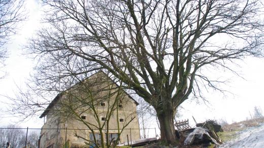 V Sedmi Dvorech najdeme i mnoho starých stromů včetně chráněných lip u kříže v centru obce