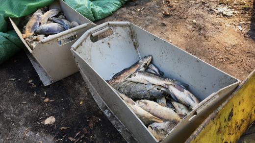 Rybáři loví z rybníka Buňkov mrtvé ryby. Jsou nakažené herpes virózou