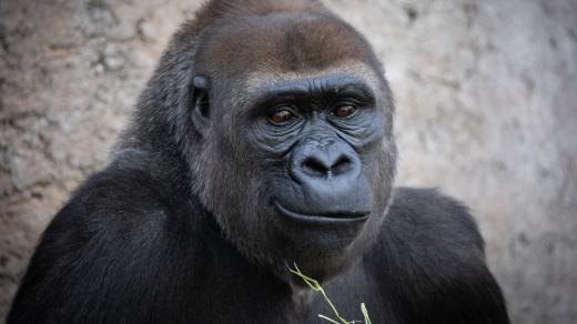 Jak si spolu "povídají" gorily?