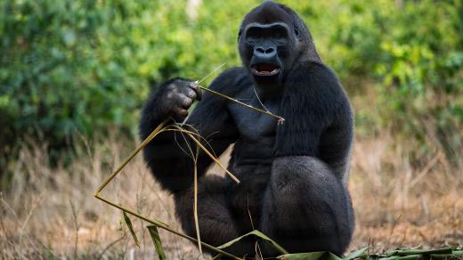 Gorila v záchranné stanici v Méfou