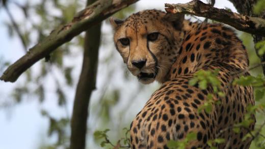 Nový výběh gepardů ve dvorském safari parku