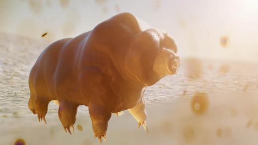 3D vizualizace želvušky