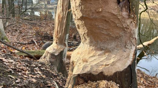 Bobři ničí stromy v Polesí Svrčov na Přerovsku. Zástupci Přerova žádají o povolení jejich odlovu